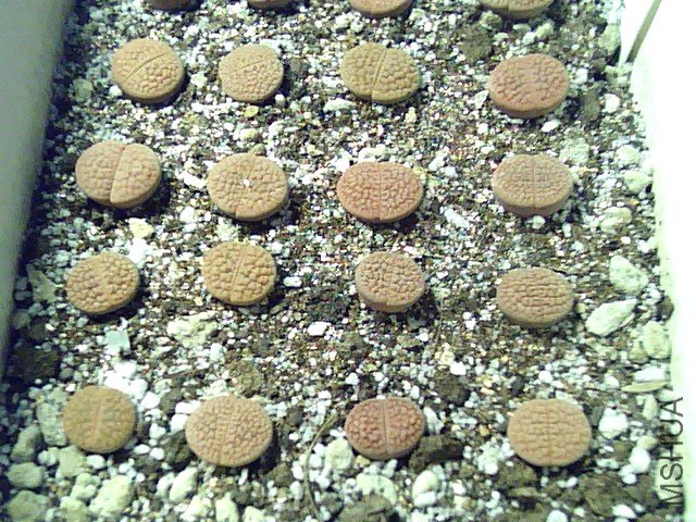 ��ʯ�� (340).jpg