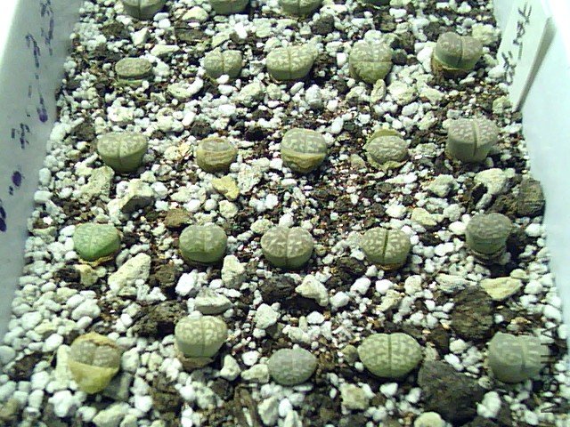 ��ʯ�� (344).jpg