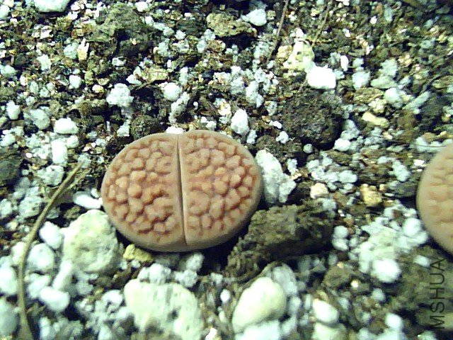 ��ʯ�� (337).jpg