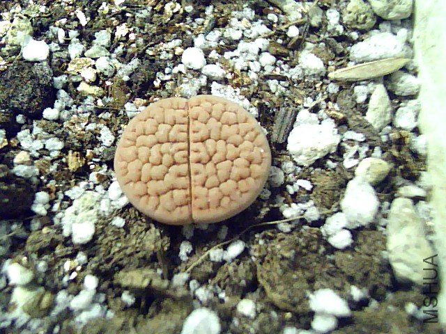 ��ʯ�� (338).jpg