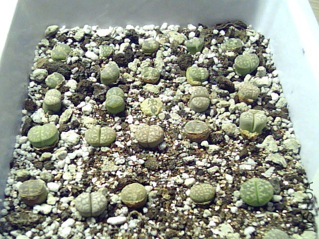 ��ʯ�� (345).jpg