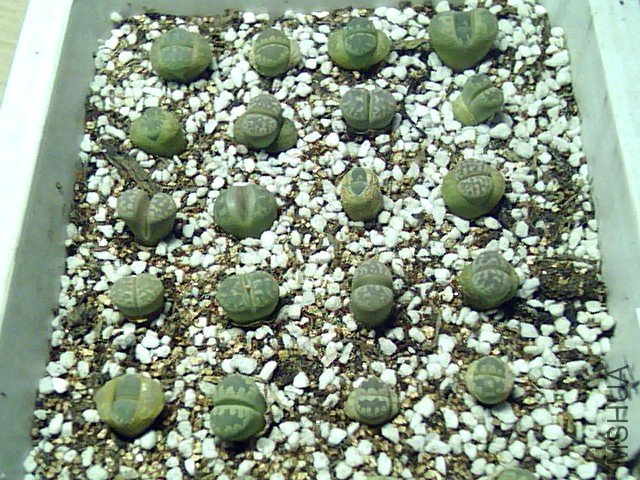 ��ʯ�� (341).jpg