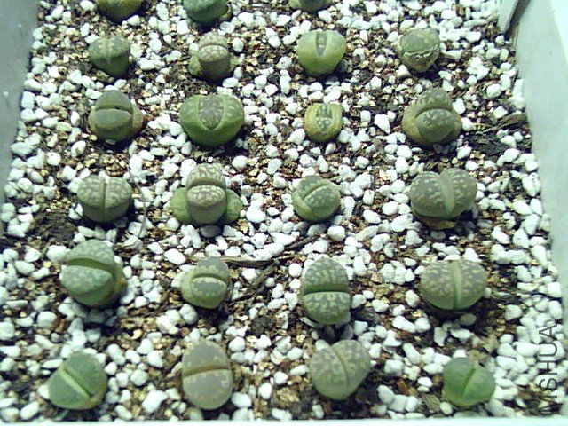 ��ʯ�� (342).jpg