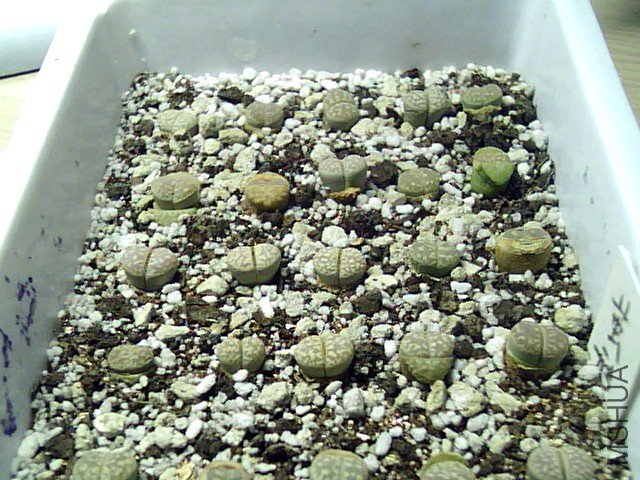 ��ʯ�� (343).jpg