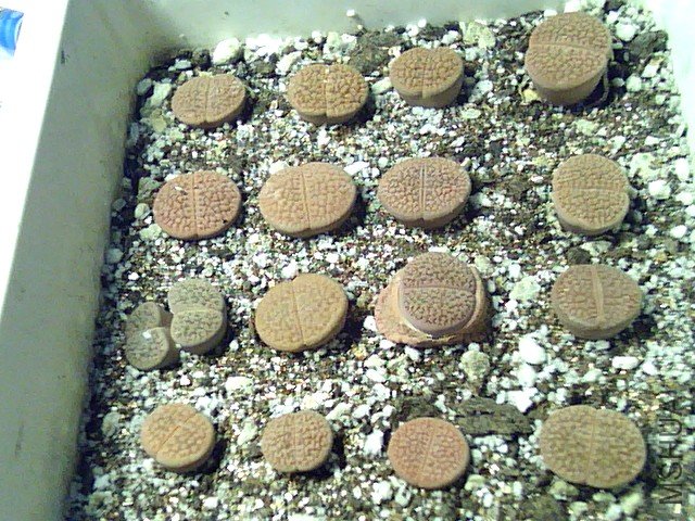 ��ʯ�� (339).jpg