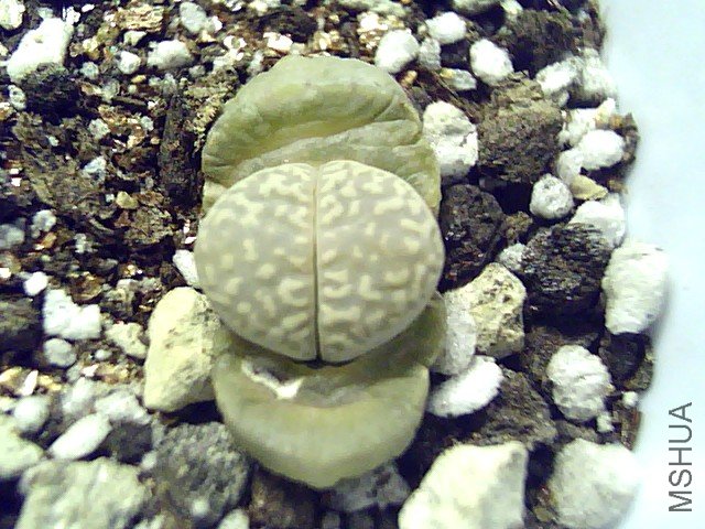 ��ʯ�� (351).jpg