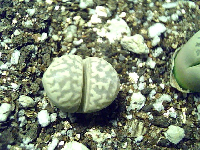 ��ʯ�� (347).jpg