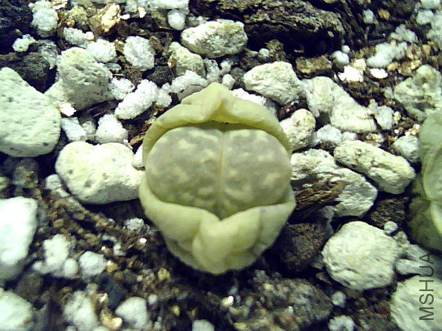 ��ʯ�� (349).jpg