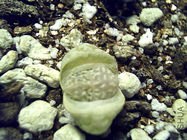 ��ʯ�� (350).jpg