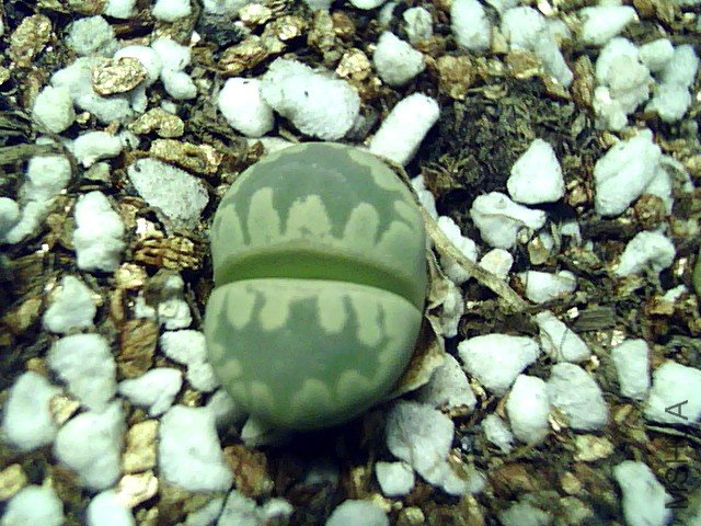 ��ʯ�� (358).jpg