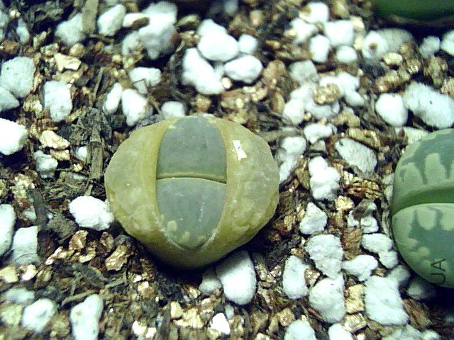 ��ʯ�� (356).jpg