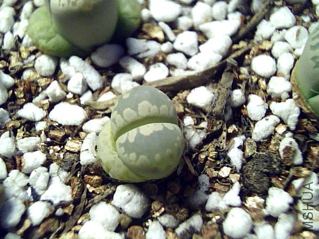 ��ʯ�� (352).jpg