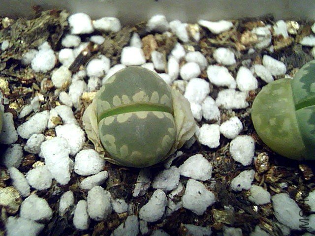 ��ʯ�� (355).jpg