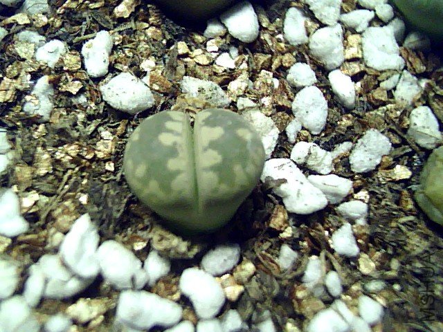 ��ʯ�� (357).jpg