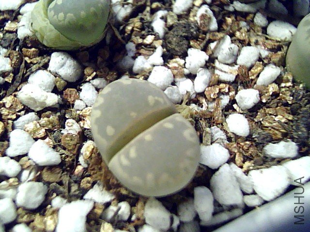 ��ʯ�� (353).jpg