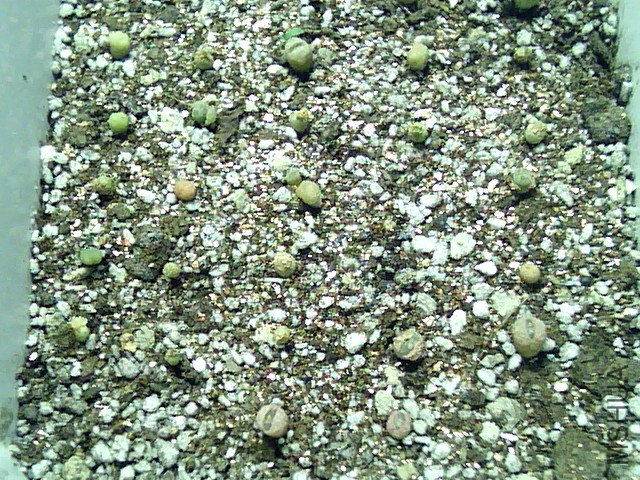 ��ʯ�� (361).jpg