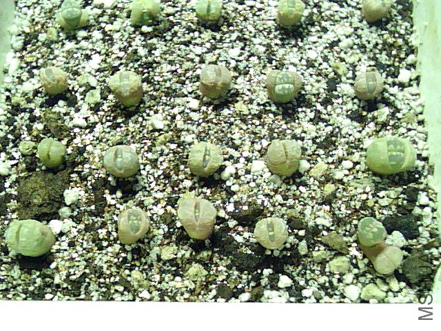 ��ʯ�� (364).jpg