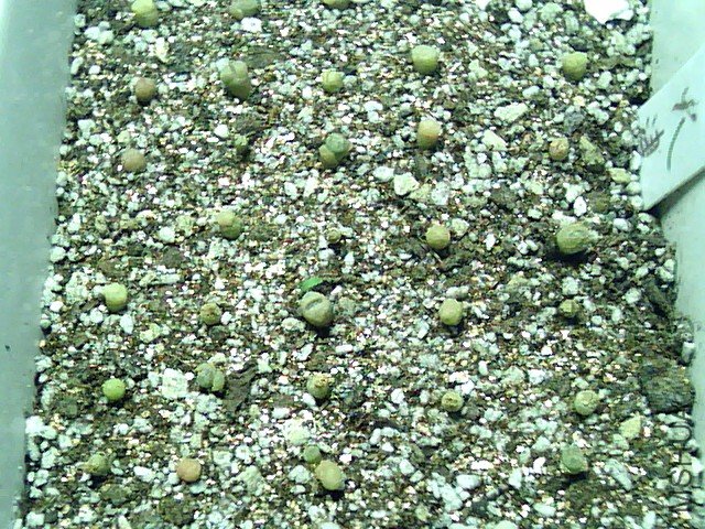 ��ʯ�� (360).jpg