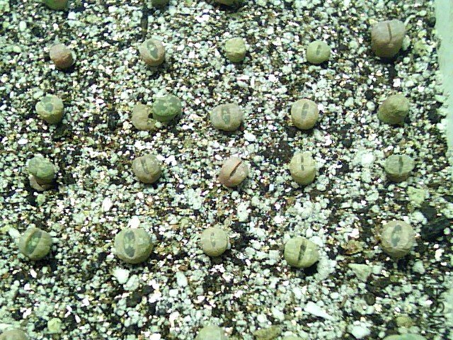 ��ʯ�� (363).jpg