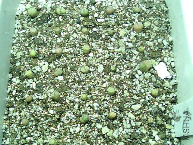 ��ʯ�� (359).jpg