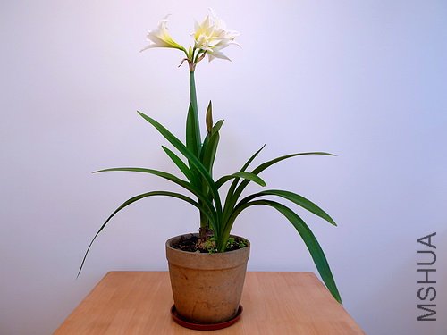 ��Ƭ 2836(500).jpg