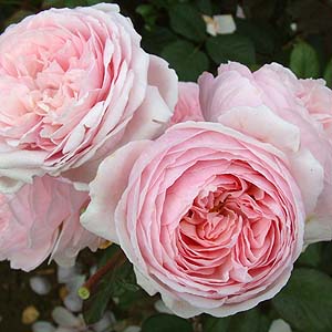 Geoff hamilton �ܷ��ܶ���.jpg