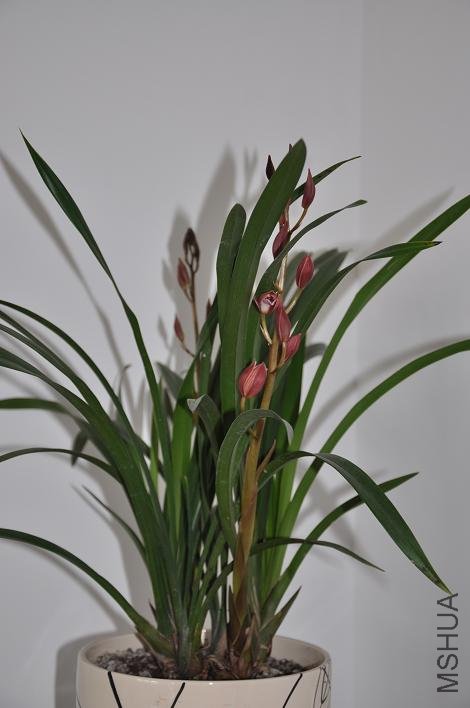 Ҫ����������