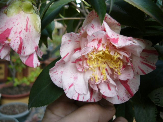 P1100400.JPG