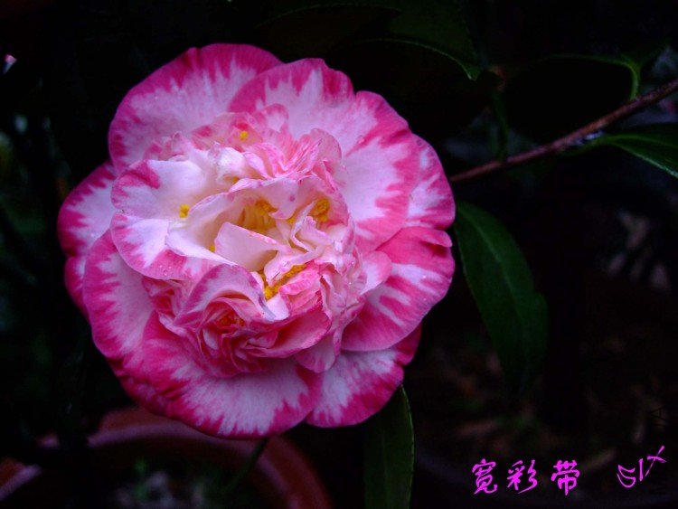 ���ʴ�  10-3-30 (1).jpg