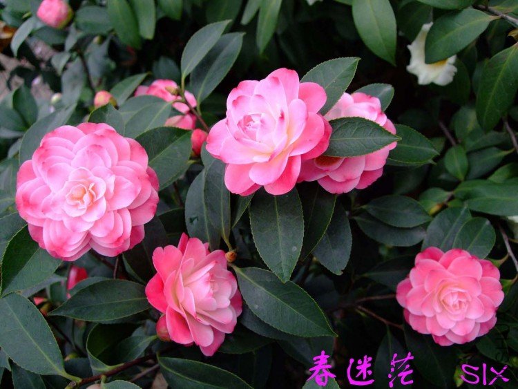 ����ã10-3-30 (9).jpg