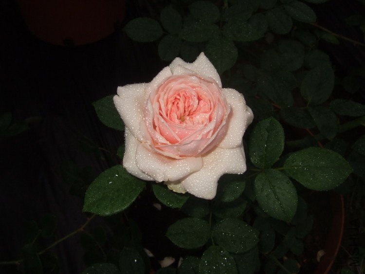 DSCF4135.jpg