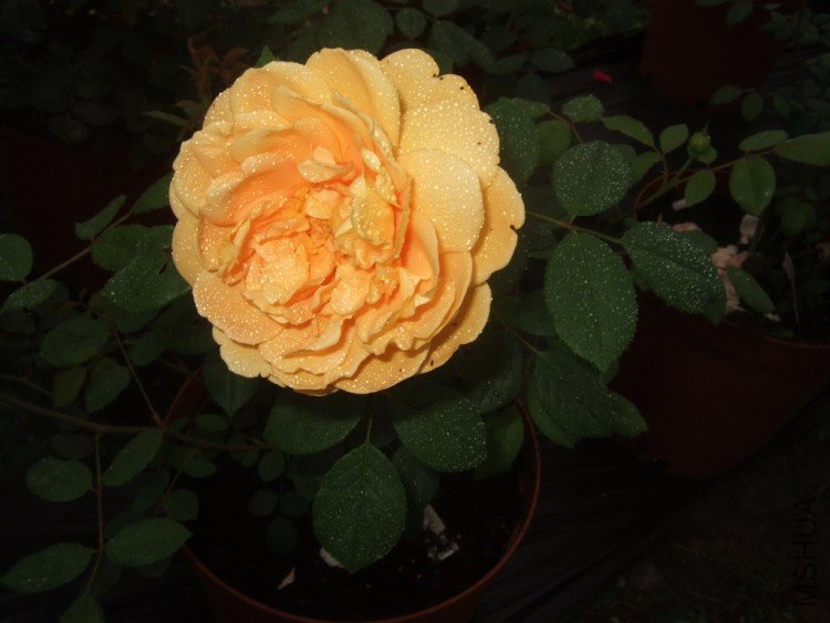 DSCF4137.jpg