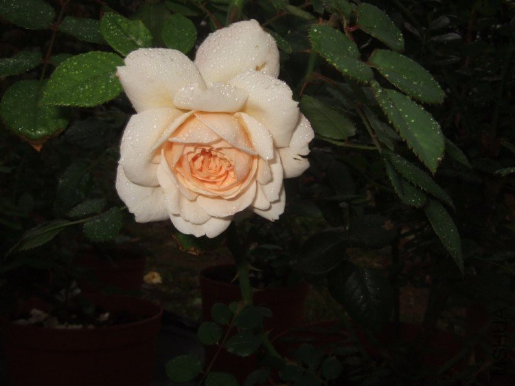 DSCF4141.jpg