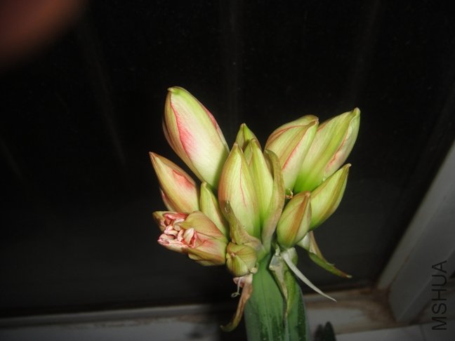 DSC00702.JPG