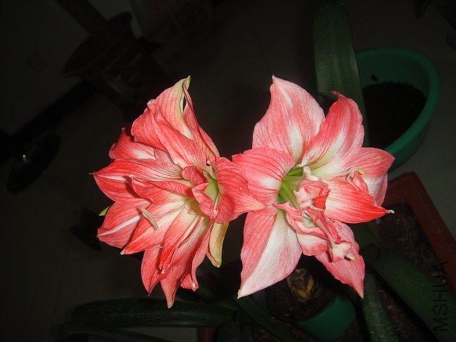 DSC00699.JPG