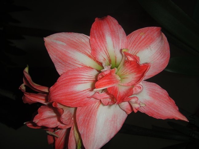 DSC00700.JPG