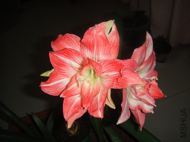 DSC00698.JPG