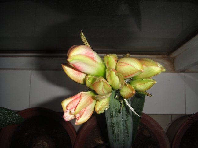 DSC00704.JPG