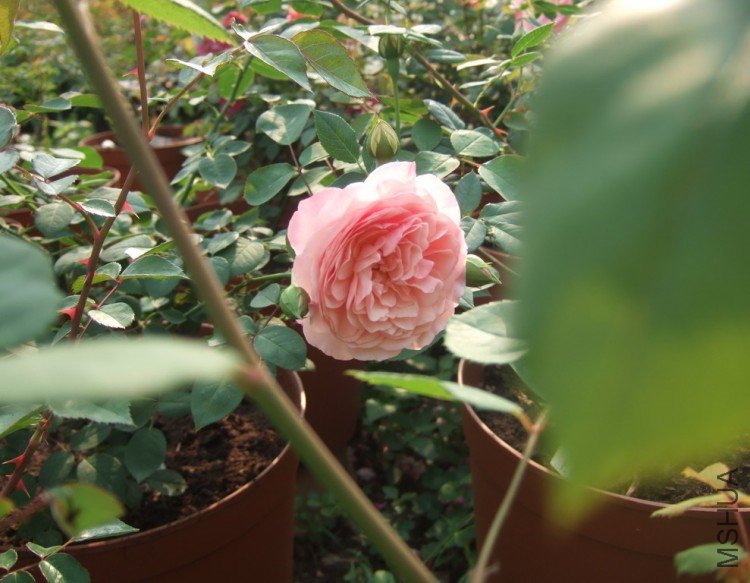 DSCF4056.jpg