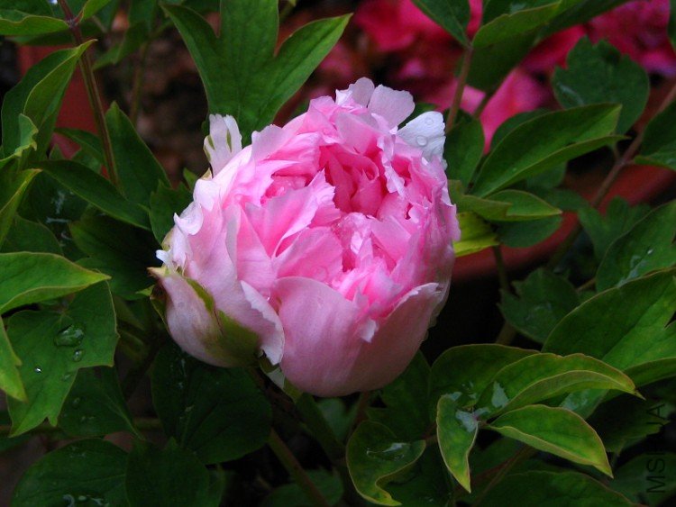 �Ա�˵�����