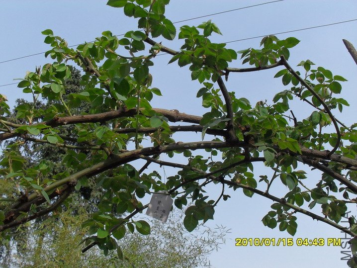 ����������裬�Ѿ����Կ��ü��ܶ໨���ˣ��������кܶ�ä֦����������ֲ��һ�꣬