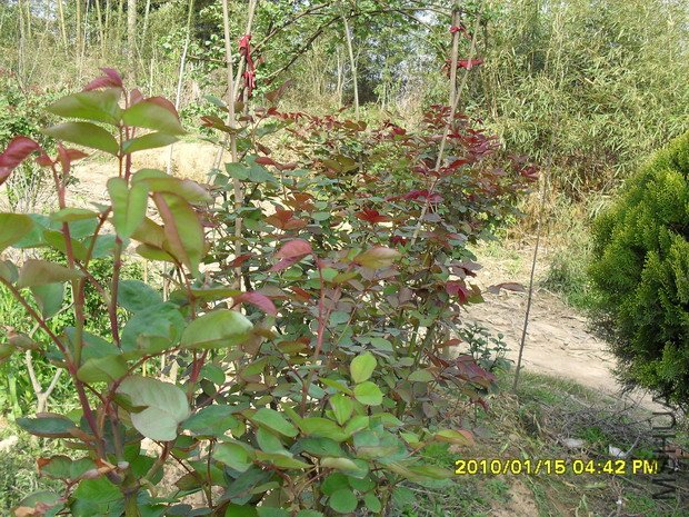 �ߴ������