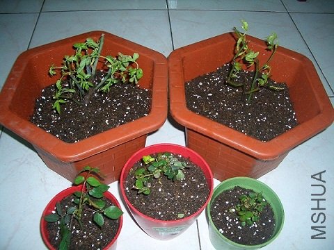 2010��3��14��ĵ���¼��Ķ�ֲ�գ���ߴ��裩.jpg