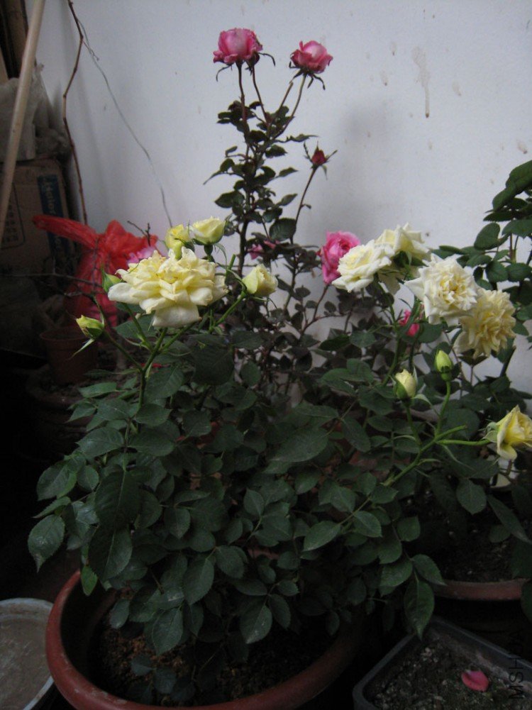IMG_3576.JPG