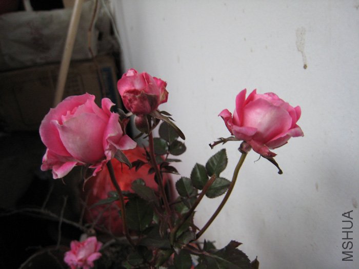 IMG_3581.JPG