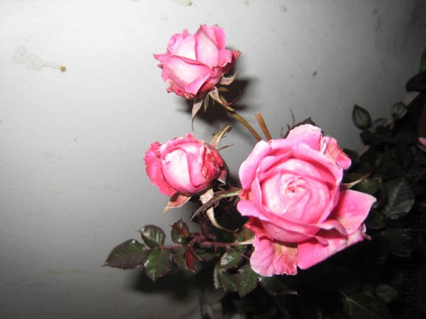 IMG_3570.JPG