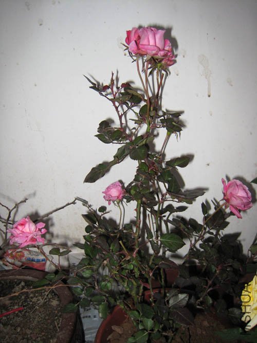 IMG_3569.JPG