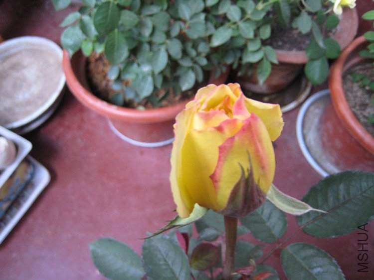 IMG_3590.JPG