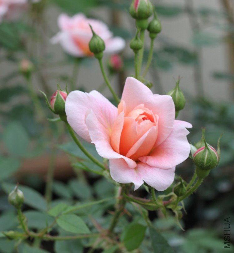 IMG_2918_��Ӱ_1.jpg
