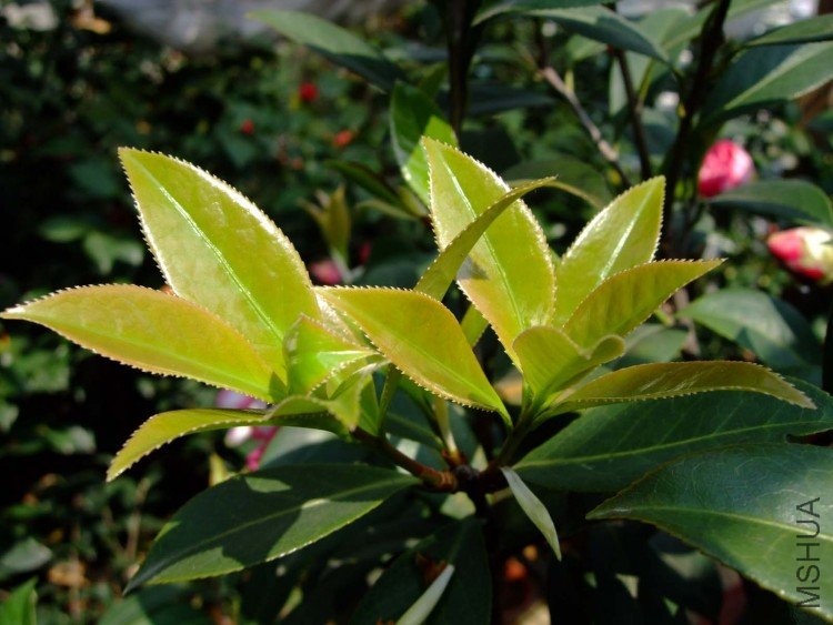 ����  10-3-31 (5).jpg